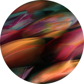 Tulp Flow