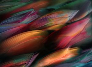 Tulpe Flow