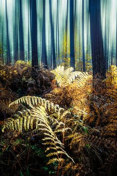 Golden ferns by Loris Photography