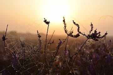 Spinnenweb bij zonsopkomst, Westerheide, Hilversum van Danielle Bosschaart