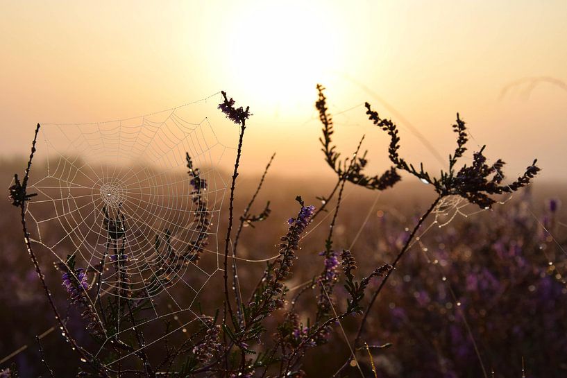 Spinnenweb bij zonsopkomst, Westerheide, Hilversum von Danielle Bosschaart