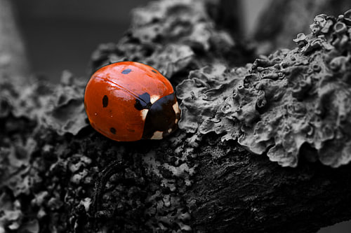 Marienkäfer Colorkey