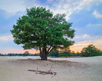 Lonely tree van Arjanne Gols