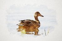 Wild duck