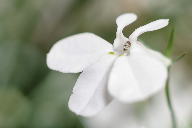 White Flower Macro par Johan Slagers