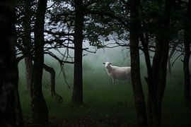 Lonely sheep by Ingrid Stemmerich fotografie