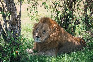 Leo