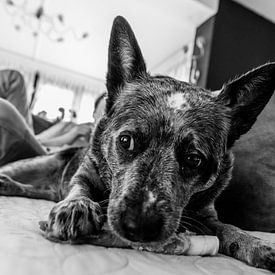 Hundestellung: eine Studie in Schwarzweiß von Melvin Meijer