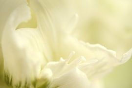Detail einer weißen Tulpe von Gonnie van de Schans