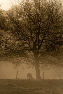 Eenzaam in de mist van Rene scheuneman