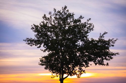 Pastel Zonsondergang Boom
