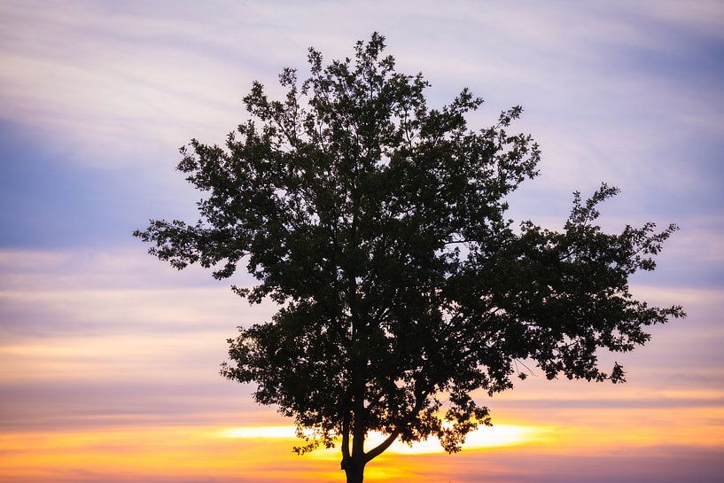 Pastel Sunset Tree by Zwoele Plaatjes