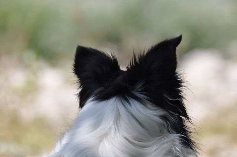 Bordercollie wartet auf seinen Chef von Excellent Photo