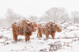 Schottische Highlander im Schnee.