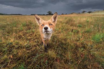 Fuchs in den Dünen von Jolanda Aalbers