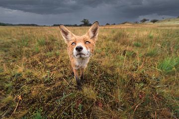 renard dans les dunes sur Jolanda Aalbers