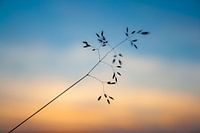 Silhouette at sunset