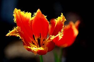 Trésors de tulipes sur erikaktus gurun