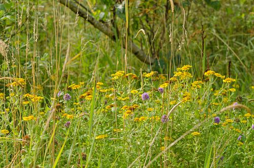 Wildblumen