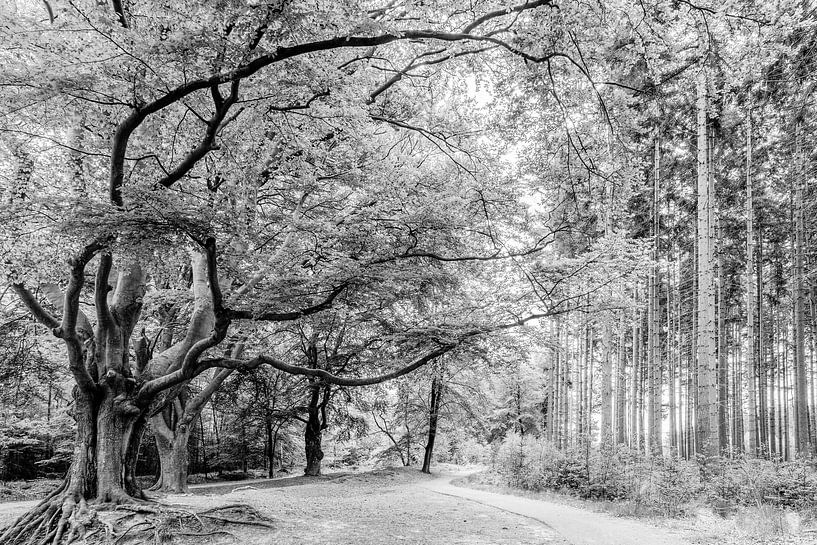 Beuk Landgoed de Slotplaats Bakkeveen in zwart-wit van R Smallenbroek