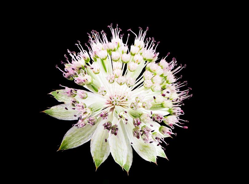 Makro einer Sterndolden Blüte auf schwarzem Hintergrund von ManfredFotos
