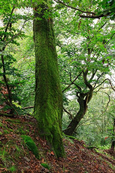 Wildromantischer Kellerwald von Thomas Jäger