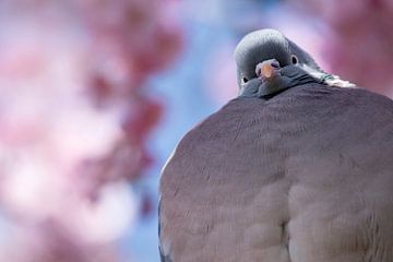 Pigeon dans un arbre en fleurs sur Francis Dost