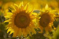 Zonnebloemen in de laatste avondzon van Cor de Hamer thumbnail