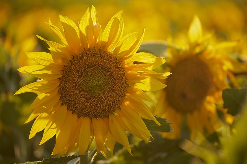 Zonnebloemen in de laatste avondzon van Cor de Hamer