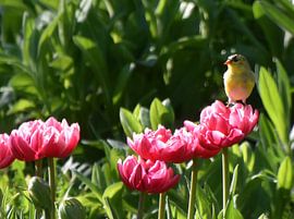 Flowers in the garden in spring by Claude Laprise