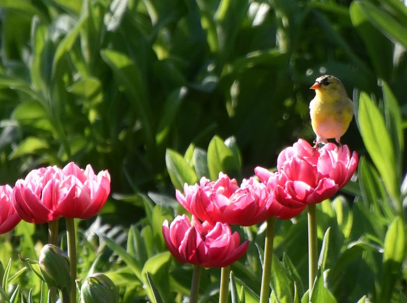 Blumen im Garten im Frühling von Claude Laprise