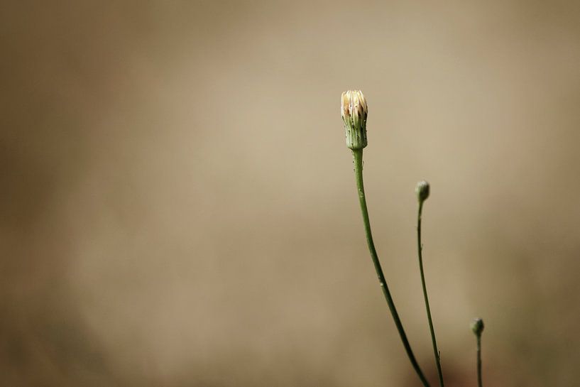 Plantjes en bloemetjes by Anouk Timmerman
