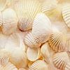 Les petits miracles- Coquillages sur la plage sur Sabine Schemken