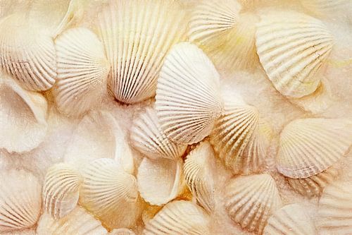 De kleine wonderen - schelpen op het strand van Sabine Schemken
