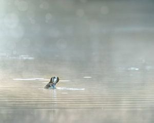 Grèbe à Biesbosch