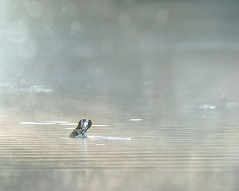 Fuut in Biesbosch
