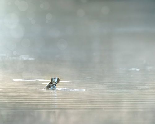Grèbe à Biesbosch sur Liliane Jaspers