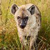 Hyena... Ogen & Oren van Meleah Fotografie