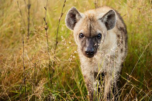 hyena ... eyes & ears by Meleah Fotografie