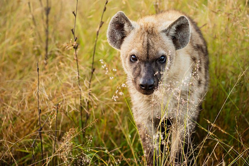 hyena ... eyes &amp; ears by Meleah Fotografie