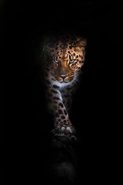 schaut und geht. Leopard isoliert auf schwarzem Hintergrund. Wilde schöne Großkatze in der nächtlich von Michael Semenov