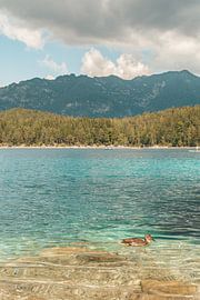 Einsame Ente auf dem Eibsee in Deutschland von Lizet Wesselman