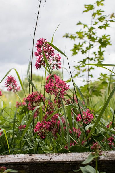 Wild rosa Blumen von Joyce Schouten