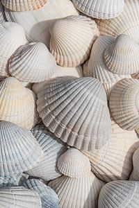 Muscheln in Weiß, Creme und Beige (vertikal)
