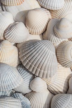 Shells white, cream and beige (vertical) by Marjolijn van den Berg