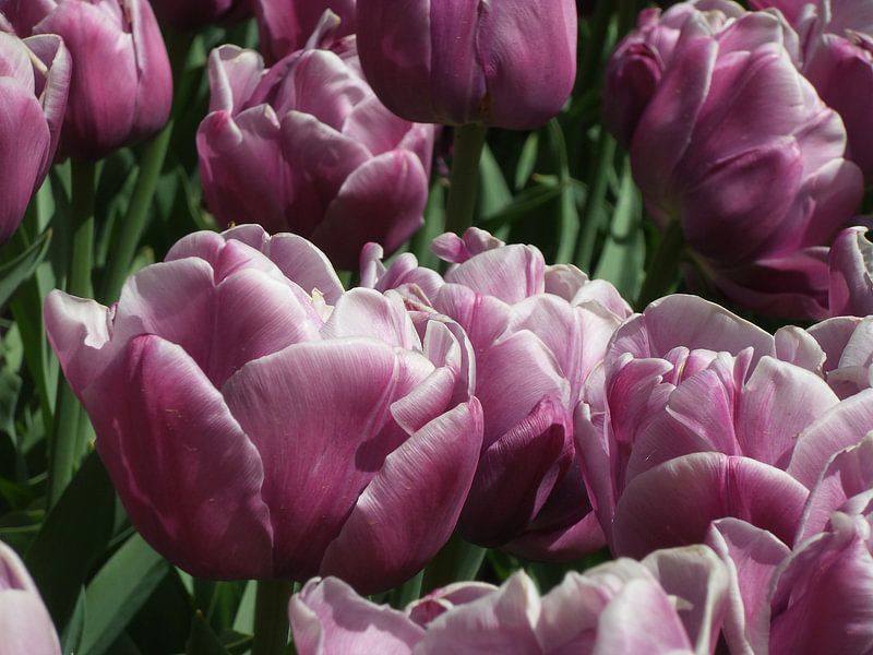 Bloemen by Veli Aydin