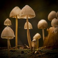 Paddenstoelen