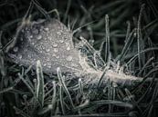 Frosty feather by Lex Schulte thumbnail