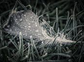 Frosty feather van Lex Schulte thumbnail