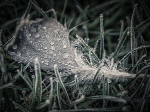 Frosty feather van Lex Schulte